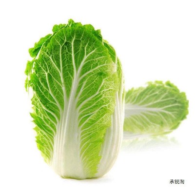 大白菜 产地直发 大量批发