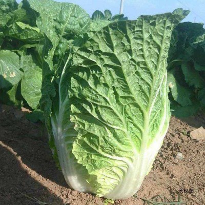 大白菜 产地直发 大量批发图4