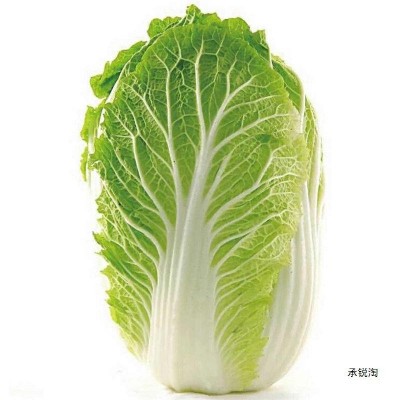 大白菜 产地直发 大量批发图3
