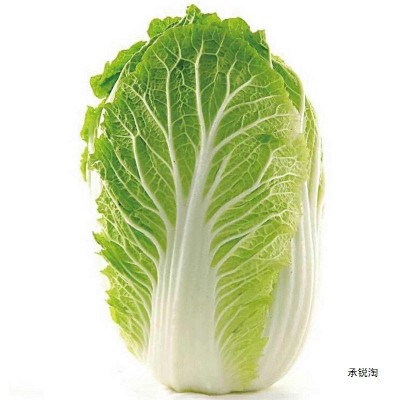 供应本地大白菜