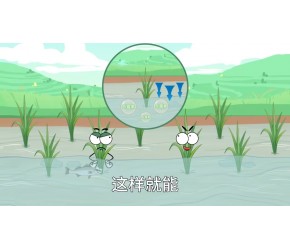 稻田养鱼能丰收的秘密 农业小知识 稻田养鱼