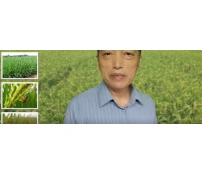 水稻一旦得了这病，无药可治，必须掌握科学的防治方法#关注三农服务百姓 #分享农业知识帮农民增产增收 #传播农业小知识 #水稻老夏