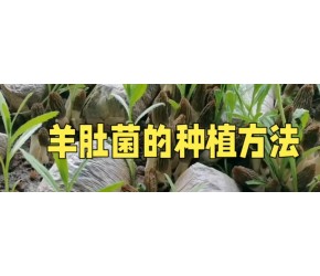 羊肚菌的种植方法，这个视频讲的明明白白！