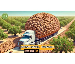 现代农业之——加州杏仁的种植、收获及加工