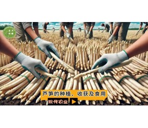 现代农业之——芦笋的种植、收获及食用