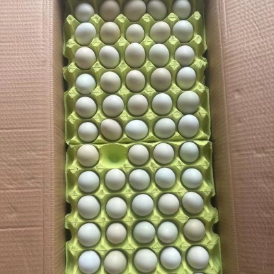 绿壳土鸡蛋鲜活玉米鸡蛋现捡整箱批发好鸡蛋可生食口感香糯无腥味图4