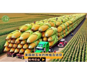 现代农业之——美国甜玉米的种植及收获