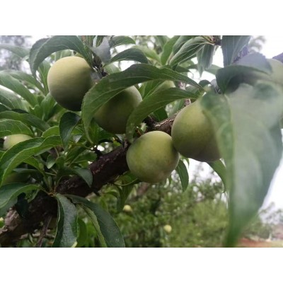 云南蜂糖李图2